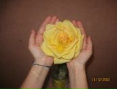 Фотография Лысенко-Хамутовой Майноры