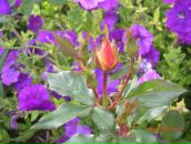 Фотография Гофман Константин