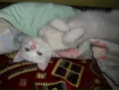 Наташа Нідзельська фотография #14 (источник - https://vk.com/id28935377)