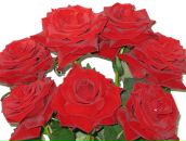 Фотография Лихаревой Олеси