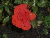 Фотография Тургель Тамары