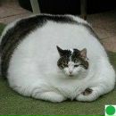 Андрій Шадура фотография #2 (источник - https://vk.com/id97586084)