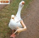 Саша Гнатюк фотография #44 (источник - https://vk.com/id137480538)