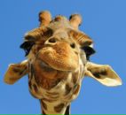 Фотография Пирогова Григория