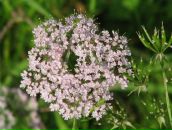 Лілія Равлик фотография #46 (источник - https://vk.com/id56085304)