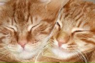 Фотография Лебедевой Дарьи