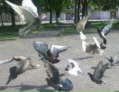 Міша-Іра Павлик фотография #26 (источник - https://vk.com/id42441609)