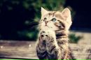 ツツツ ツ фотография #7 (источник - https://vk.com/id141004168)