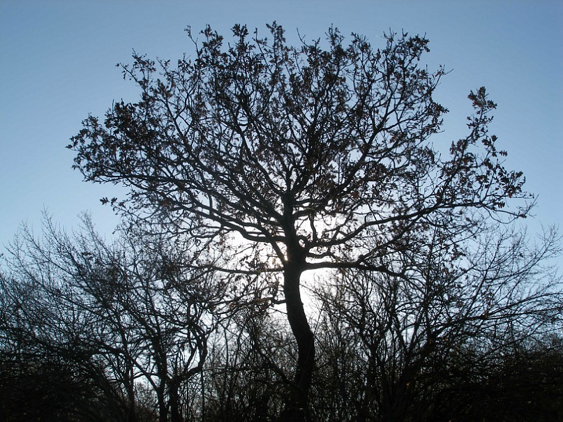 Тоха Тоха фотография #3