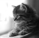 Діана Береза фотография #16 (источник - https://vk.com/id162546834)