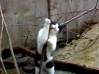Кот танцует стриптиз
