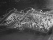 Фотография Воскресенской Любови