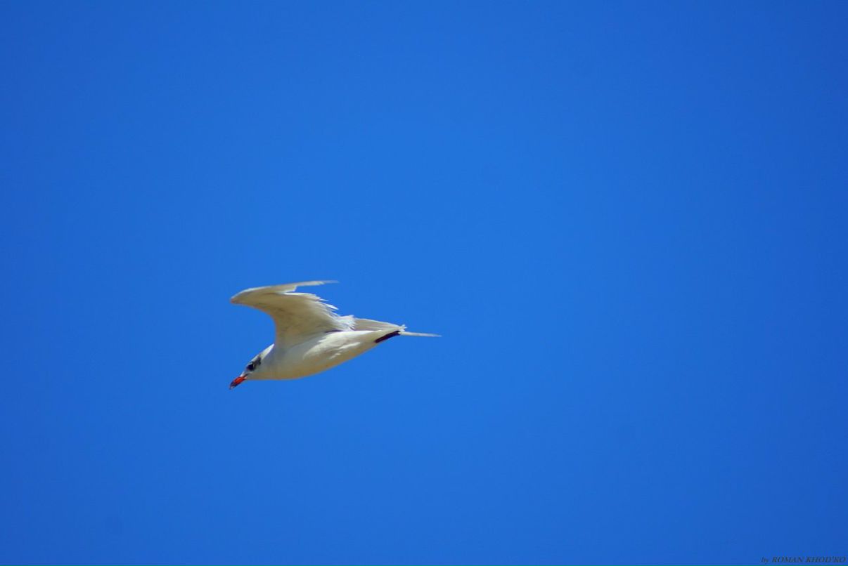 Иван Плотников фотография #30