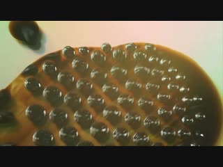 Невероятные изобретения / Incredible Inventions / S01E12 из 15 / на русском