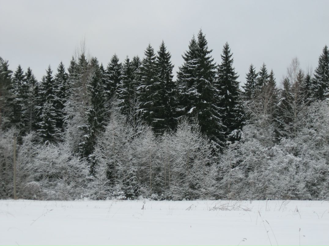 Сергей Нечаев фотография #27