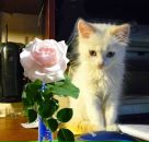 Фотография  