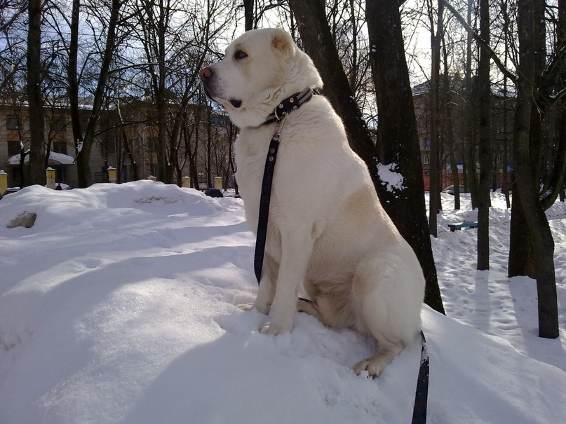 Игорь Волчков фотография #28