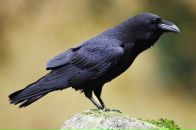 Андрій Воронка фотография #5 (источник - https://vk.com/id150368180)