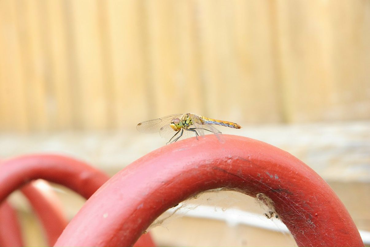 Max Bess фотография #36