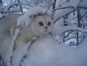 Фотография Серебряковой Анны