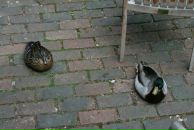 Bella Radenoviћ фотография #10 (источник - https://vk.com/id39098)