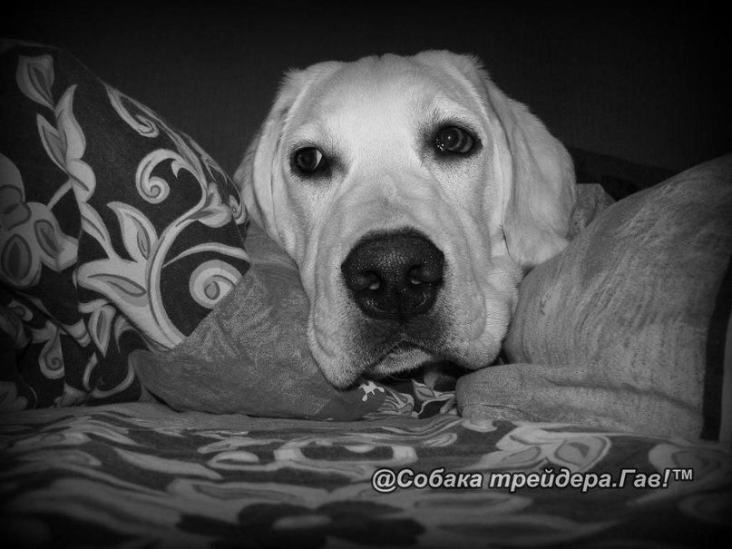 Клайд Собакин фотография #49