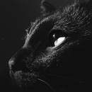 Фотография Никулиной Лоры