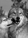 Тот† Самый фотография #3 (источник - https://vk.com/id147693935)