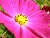 Max Shultz фотография #31 (источник - https://vk.com/id9620287)