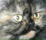 Фотография Прислоновой Лены