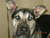 Фотография Черепашки Олеси