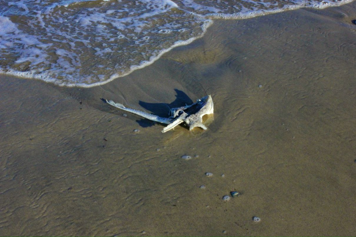 Глеб Петров фотография #32